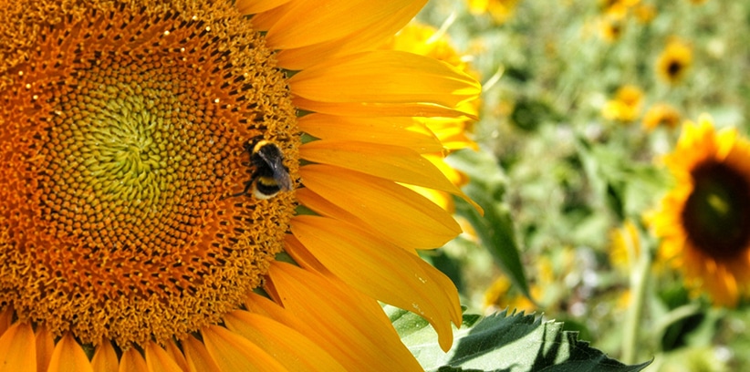 13 Fun Fall Date Ideas || See a Sunflower Field