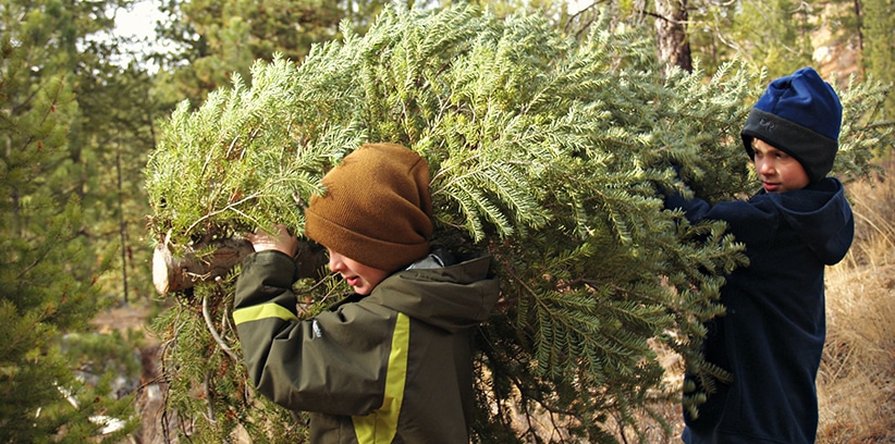 Take Your Date on a Tree-Hunting Adventure