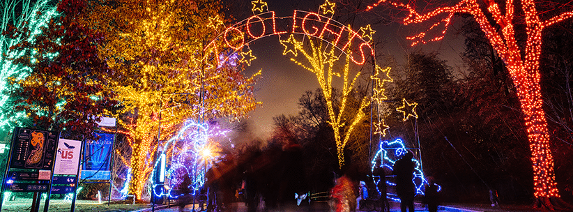 The Zoolights