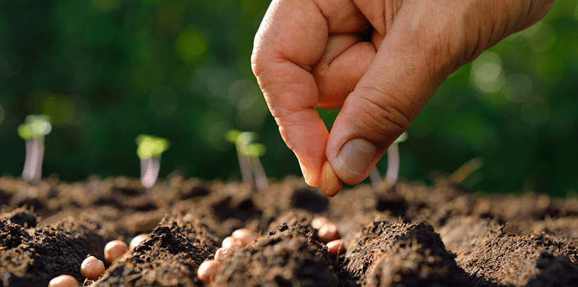 seed planting