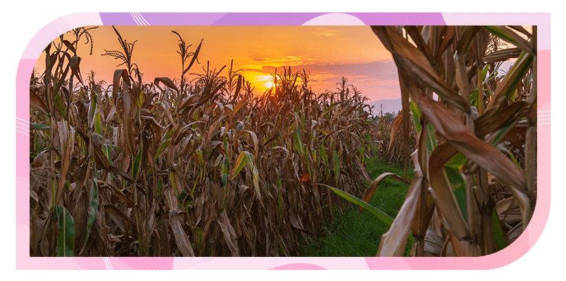 corn maze