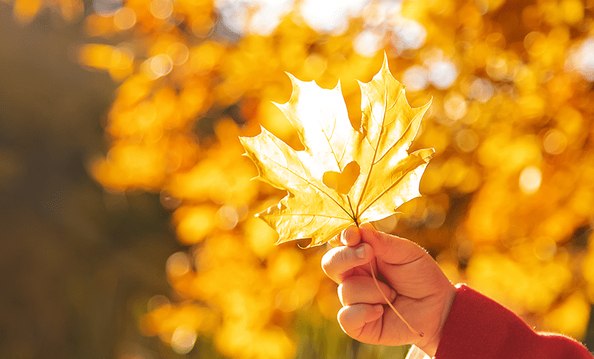 heart shaped leaf